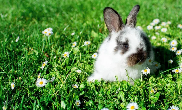 Little white rabbit on a background of blurred green grass. The rabbit is one month old. High quality photo