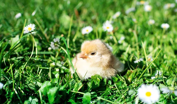 緑の草と白い花の背景に薄い羽を持つ小さな鶏 高品質の写真 — ストック写真