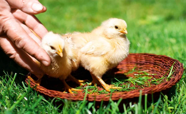 緑の草がぼやけている背景に茶色のバスケットに軽い羽を持つ小さな鶏 人の手は別の鶏を保持する 高品質の写真 — ストック写真