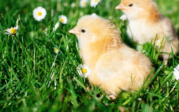 緑の草と白い花の背景に薄い羽を持つ若い2羽の鶏 高品質の写真 — ストック写真