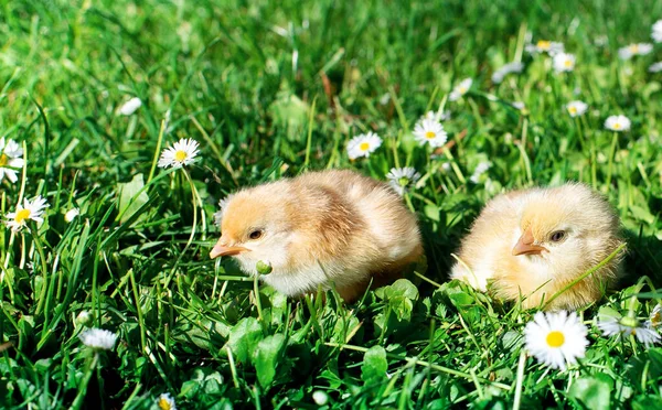 緑の草と白い花の背景に薄い羽を持つ若い2羽の鶏 高品質の写真 — ストック写真