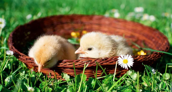 Junges Huhn Mit Blonden Federn Einem Braunen Korb Vor Verschwommenem — Stockfoto