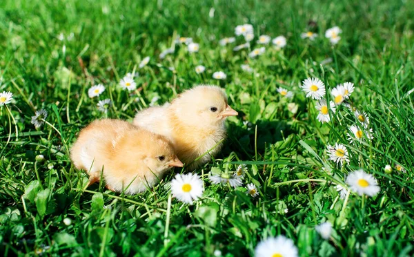 緑の草と白い花の背景に薄い羽を持つ若い2羽の鶏 高品質の写真 — ストック写真