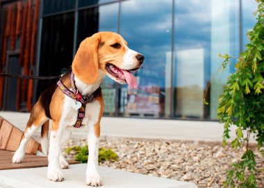 Beagle köpeği bir bankta duruyor. Köpek dört aylıktır. Çok güzel bir köpeğin WAUDOG koşumu var. Fotoğraf 10 Haziran 2022 'de Lviv' de çekildi. Arka plan bulanık. Yüksek kalite fotoğraf