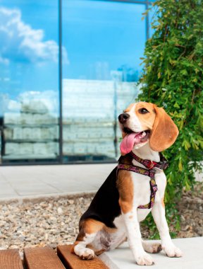 Bir bankta oturan av köpeği. Köpek dört aylıktır. Güzel köpeğin bir WAUDOG koşumu var. Fotoğraf 10 Haziran 2022 'de Lviv' de çekildi. Gökyüzünün arkaplanı bulanık.