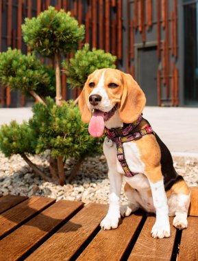 Bir bankta oturan av köpeği. Köpek dört aylıktır. Çok güzel bir köpeğin WAUDOG koşumu var. Fotoğraf 10 Haziran 2022 'de Lviv' de çekildi. Arka plan bulanık. Yüksek kalite fotoğraf
