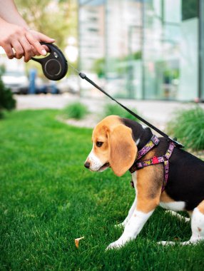 Yeşil çimlerin üzerinde oturan av köpeği. Köpek dört aylıktır. Güzel köpeğin bir WAUDOG koşumu var. Fotoğraf 10 Haziran 2022 'de Lviv' de çekildi. Arka plan bulanık. Yüksek kalite fotoğraf
