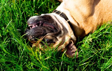 Fransız Bulldog köpeği. Bu sarı. Köpek bulanık yeşil çimenlerin arka planında yatıyor. Yüksek kalite fotoğraf