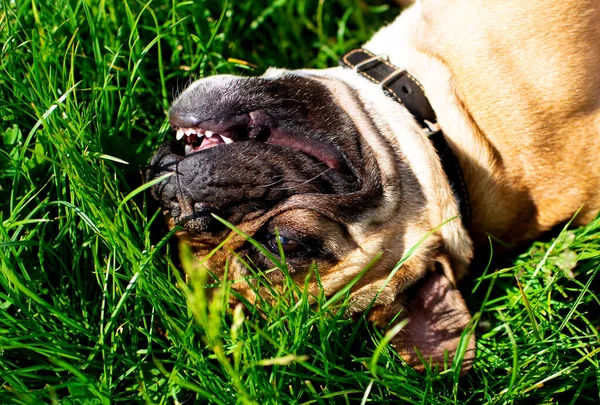 French Bulldog dog. It is yellow. The dog lies on a background of blurred green grass. High quality photo