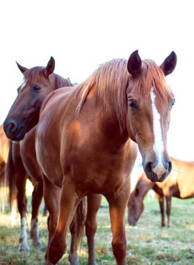Kahverengi renkli bir at bulanık bir tarlanın arka planında ot yer. Yüksek kalite fotoğraf