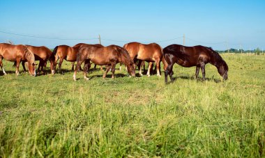 Yazın tarlada bir at sürüsü. Bulanık bir tarlanın arka planında atlar otluyor. Yüksek kalite fotoğraf