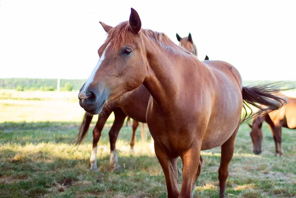 Krásné Koně Pastvinách Létě Rozmazané Pozadí Kvalitní Fotografie — Stock fotografie
