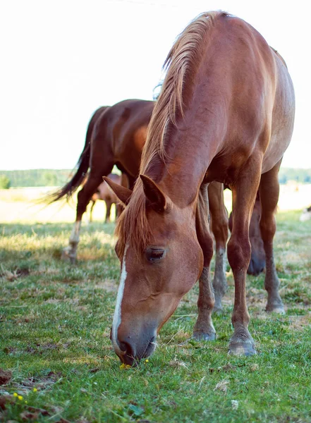 Horse Brown Color Eats Grass Background Blurred Field High Quality — Stock fotografie