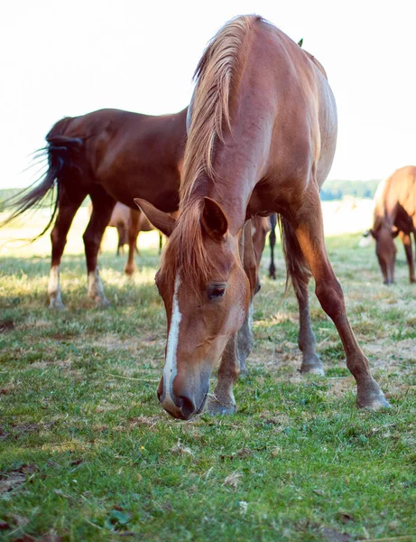 Cavalo Cor Marrom Come Grama Fundo Campo Turvo Foto Alta — Fotografia de Stock