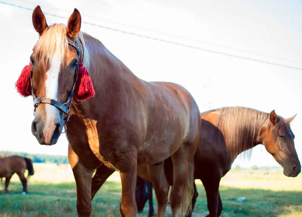 Beaux Chevaux Sur Pâturage Été Fond Flou Photo Haute Qualité — Photo