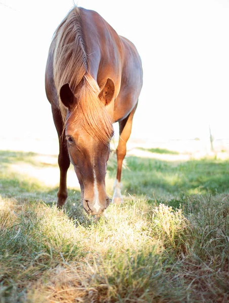 Cavalo Cor Marrom Come Grama Fundo Campo Turvo Foto Alta — Fotografia de Stock