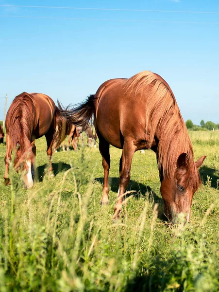 Horse Brown Color Eats Grass Background Blurred Field Sky High — Stock Photo, Image
