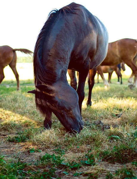 Kůň Trávu Pozadí Rozmazaného Pole Kvalitní Fotografie — Stock fotografie