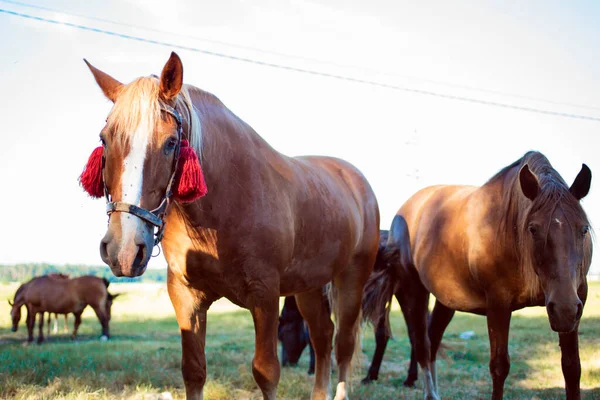 Beaux Chevaux Sur Pâturage Été Fond Flou Photo Haute Qualité — Photo