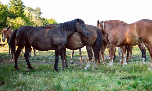 Stádo Koní Létě Poli Koně Pasou Pozadí Rozmazaného Pole Kvalitní — Stock fotografie