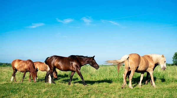 Uma Manada Cavalos Num Campo Verão Cavalos Pastam Fundo Campo — Fotografia de Stock