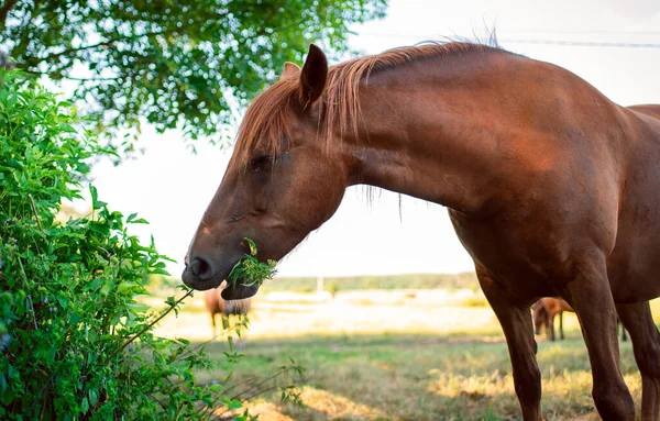 Horse Brown Color Eats Grass Background Blurred Field High Quality — Fotografia de Stock