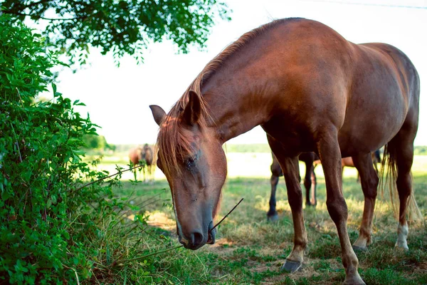 Kůň Hnědé Barvy Trávu Pozadí Rozmazaného Pole Kvalitní Fotografie — Stock fotografie