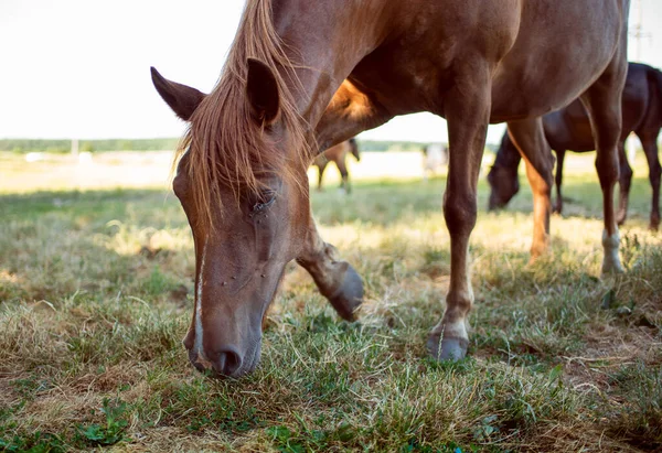 Horse Brown Color Eats Grass Background Blurred Field High Quality — Stock fotografie