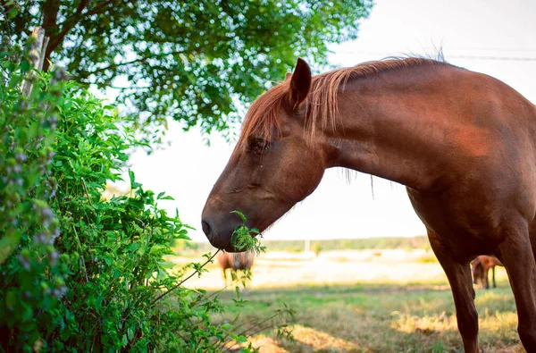 Horse Brown Color Eats Grass Background Blurred Field High Quality — Stock fotografie