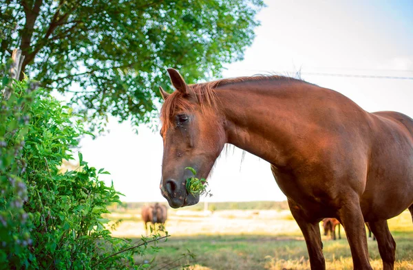 Horse Brown Color Eats Grass Background Blurred Field High Quality — Fotografia de Stock