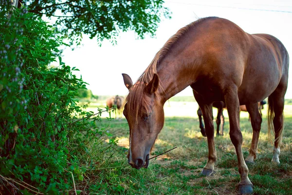 Kůň Hnědé Barvy Trávu Pozadí Rozmazaného Pole Kvalitní Fotografie — Stock fotografie