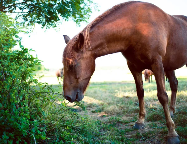 Horse Brown Color Eats Grass Background Blurred Field High Quality — Stock fotografie