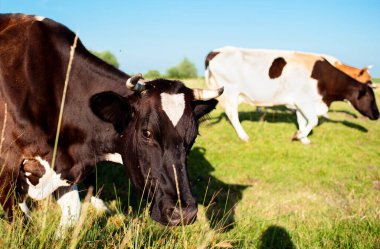 A beautiful cow grazes in the summer on a green meadow. It is white and black in color. On a blurred background of a field and a blue sky. Portrait. High quality photo
