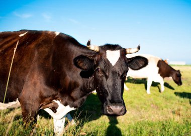 Güzel bir inek yazın yeşil bir çayırda otlar. Beyaz ve siyah renktedir. Bir tarlanın bulanık arka planında ve mavi gökyüzünde. Portre. Yüksek kalite fotoğraf
