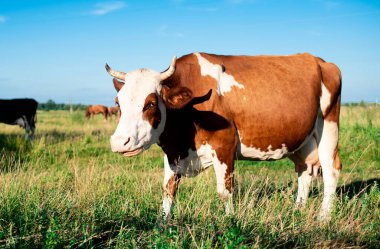 A beautiful cow grazes in the summer on a green meadow. It is white and brown in color. On a blurred background of a field and a blue sky. High quality photo
