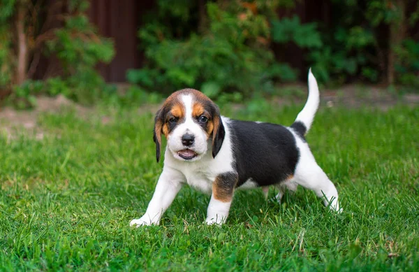 Een Kleine Beagle Puppy Prachtige Pup Drie Weken Oud Het — Stockfoto