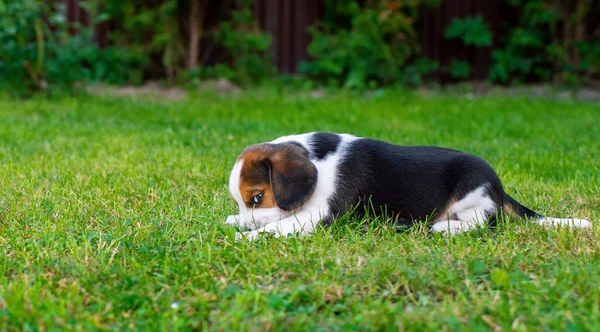 Small Beagle Puppy Beautiful Puppy Three Weeks Old Lies Background — Stockfoto