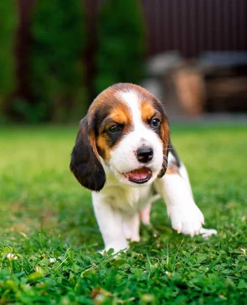 Small Beagle Puppy Beautiful Puppy Three Weeks Old Background Blurred — Stockfoto