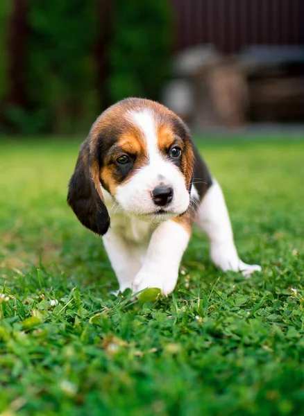 Small Beagle Puppy Beautiful Puppy Three Weeks Old Background Blurred — Stockfoto