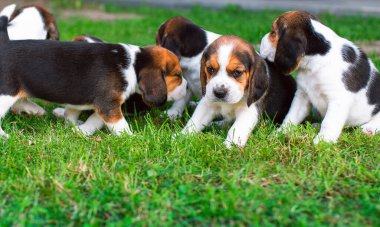 Small puppies of the beagle breed. Many puppies on the background of blurred green grass. High quality photo