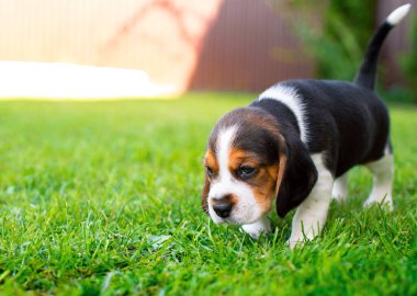 Küçük bir köpek yavrusu. Güzel köpek yavrusu üç haftalık. Bulanık yeşil çimlerin arka planında. Yüksek kalite fotoğraf