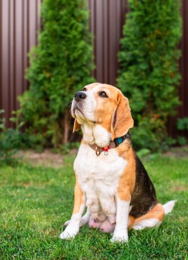 Bir av köpeği bulanık otların arka planında oturur. Yakın zamanda yavru doğuran yaşlı bir köpek. Yüksek kalite fotoğraf
