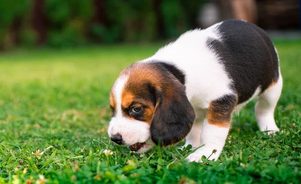 Small Beagle Puppy Beautiful Puppy Three Weeks Old Background Blurred —  Fotos de Stock