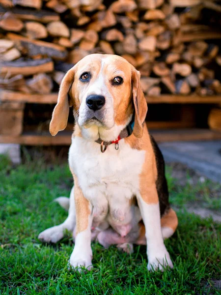 A beagle dog sits on a background of blurred grass and firewood. An old dog that recently gave birth to puppies. High quality photo