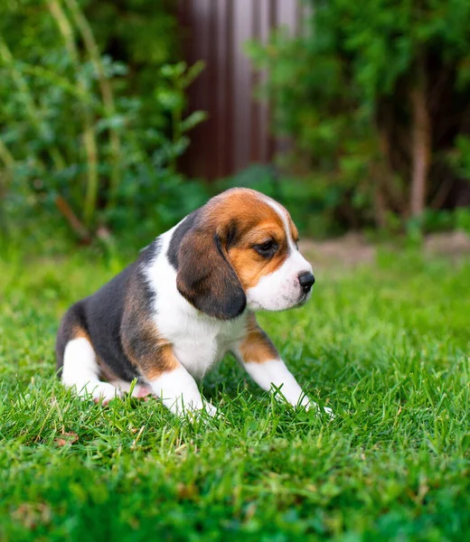 Small Beagle Puppy Beautiful Puppy Three Weeks Old Background Blurred — Photo