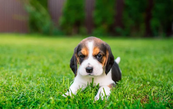 Small Beagle Puppy Beautiful Puppy Three Weeks Old Lies Background — Photo