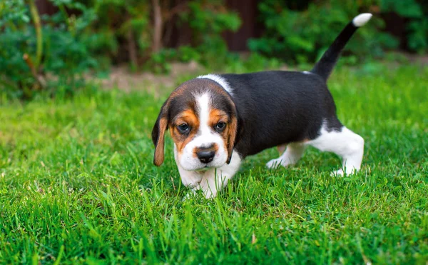 Een Kleine Beagle Puppy Prachtige Pup Drie Weken Oud Het — Stockfoto