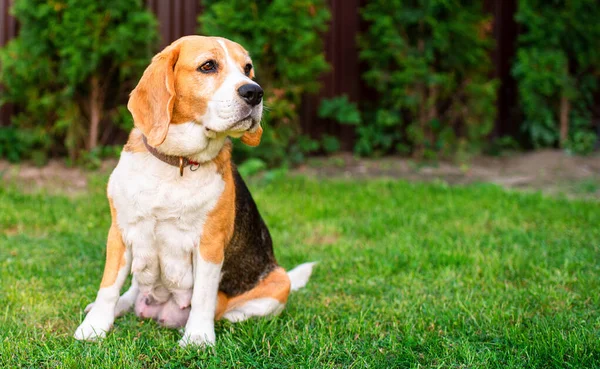 Beagle Dog Sits Background Blurred Grass Old Dog Recently Gave — Zdjęcie stockowe