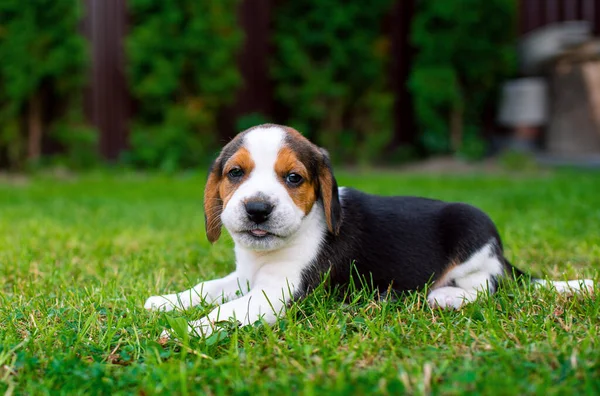 Small Beagle Puppy Beautiful Puppy Three Weeks Old Lies Background — ストック写真