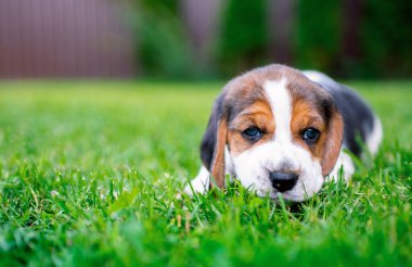 Küçük bir köpek yavrusu. Güzel köpek yavrusu üç haftalık. Bulanık yeşil çimenlerin arka planında yatıyor. Yüksek kalite fotoğraf